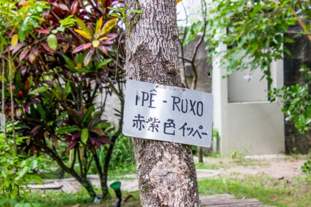 tree with sign written purple ipe in rio de janeiro