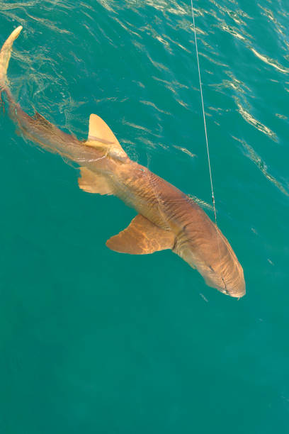 istock Shark Fishing 1196397413