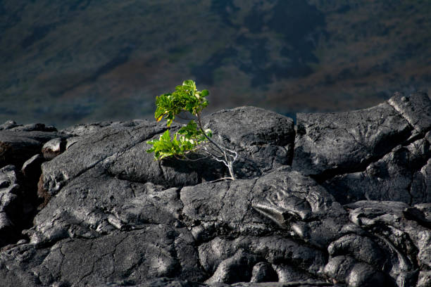 A single plant on the lava fields of 2018 in Big Island, Hawaii
