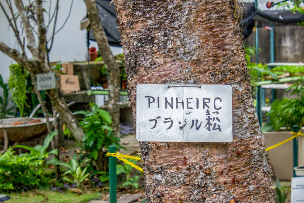 istock Tree with sign written pine tree in Rio de Janeiro 1196397490