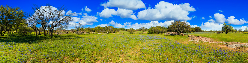 Beautiful panoramic view of a Texas Hill Country ranch with bluebonnets and oak trees on a sunny day.