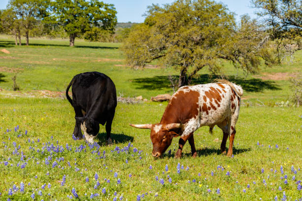 テキサス牛放牧 - texas texas longhorn cattle bull landscape ストックフォトと画像