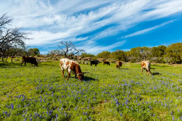 Photo of Texas cattle grazing