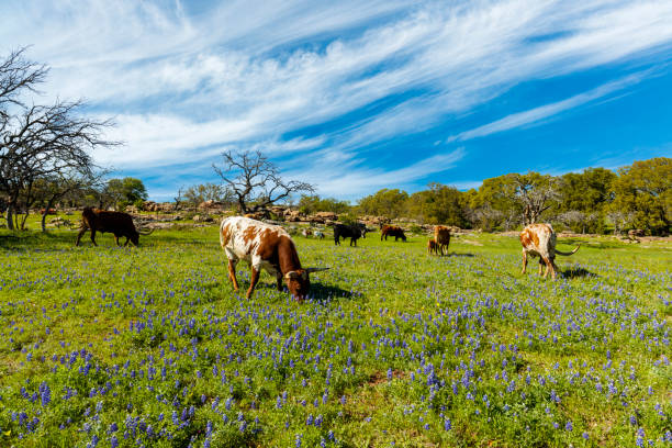 gado de texas que pasta - texas texas longhorn cattle cattle ranch - fotografias e filmes do acervo