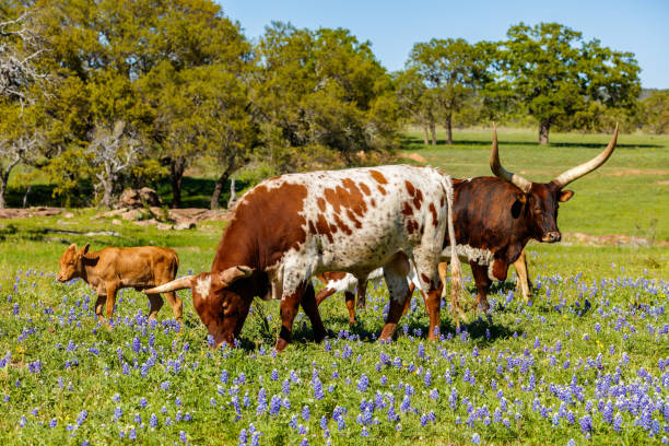 pâturage de bétail du texas - texas texas longhorn cattle bull landscape photos et images de collection