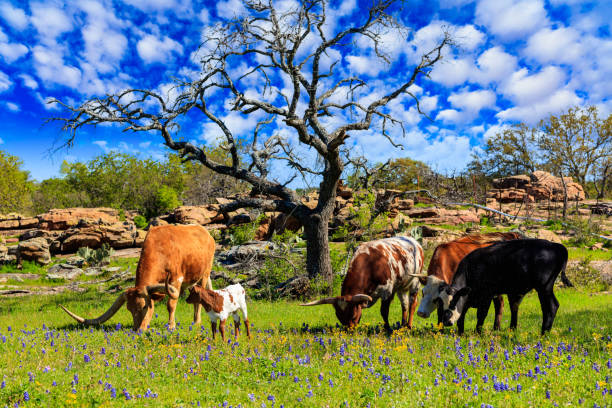 テキサス牛放牧 - texas texas longhorn cattle bull landscape ストックフォトと画像