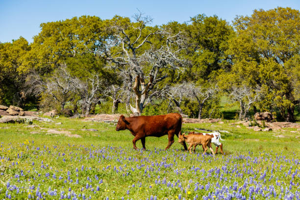 istock Texas cattle family 1196397801