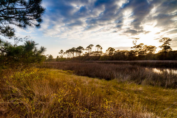 Beautiful Florida panhandle coastal estuary preserve in the late afternoon.