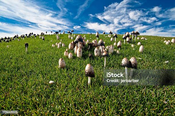 Seta Barbuda Hongos En Césped Colina Foto de stock y más banco de imágenes de 2010 - 2010, Aire libre, Alimento