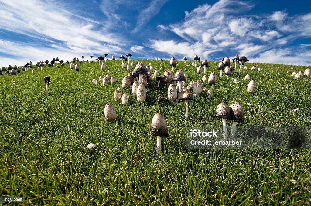 Coprino cogumelos na encosta Grassy - Royalty-free 2010 Foto de stock
