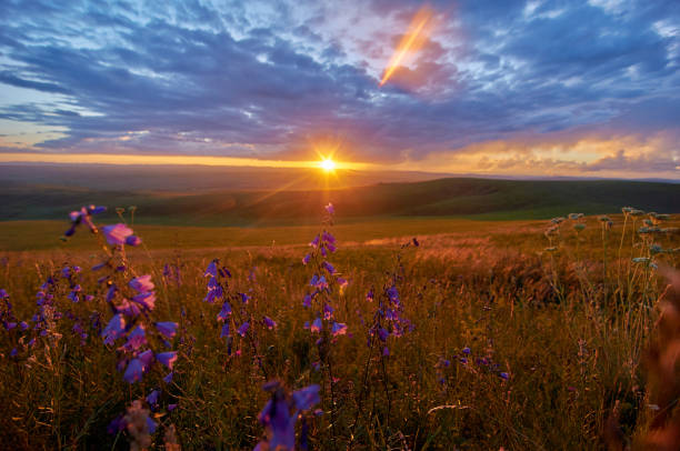 Feather grass and flowers in the steppe in the sunset.
