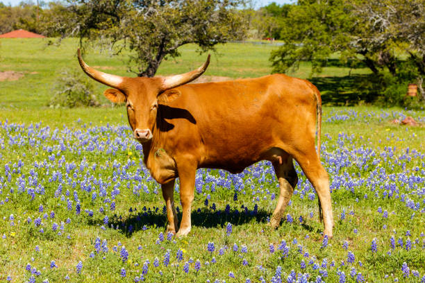 belle vache de longhorn - texas longhorn cattle bull cattle ranch photos et images de collection