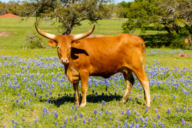 美しいロングホーン牛 - texas texas longhorn cattle bull landscape ストックフォトと画像