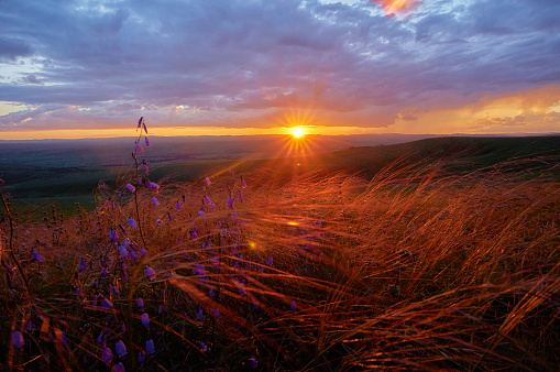 Feather grass and flowers in the steppe in the sunset.