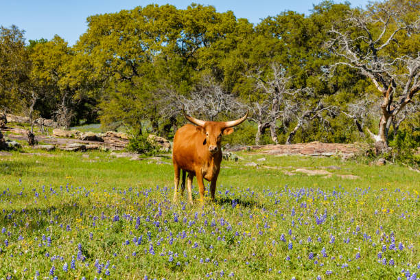 istock Beautiful longhorn cow 1196400513
