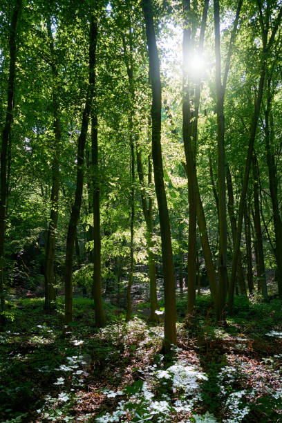 foresta naturale con beeches - beech tree wilderness area forest log foto e immagini stock
