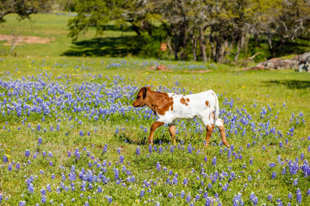 beau veau long - texas texas longhorn cattle bull landscape photos et images de collection