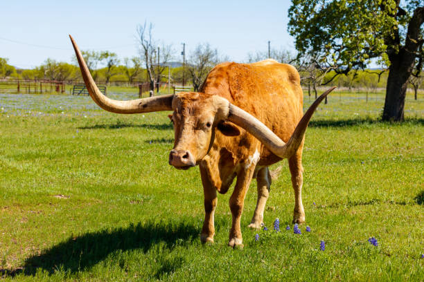 istock Beautiful longhorn bull 1196400553