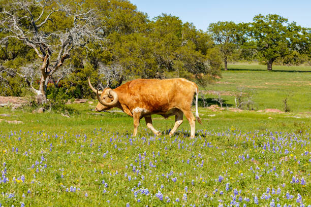istock Beautiful longhorn bull 1196400561