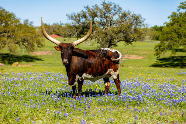 istock Beautiful longhorn bull 1196400589
