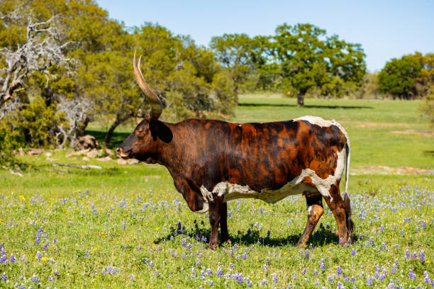 istock Beautiful longhorn bull 1196400604