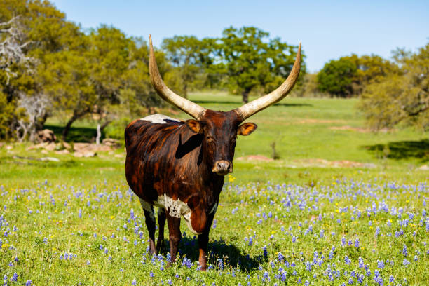 istock Beautiful longhorn bull 1196400614