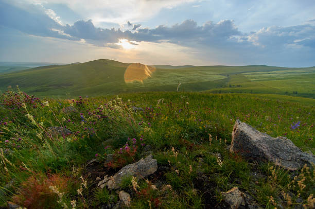 istock Fields of flowering grass under the evening sky. 1196400659