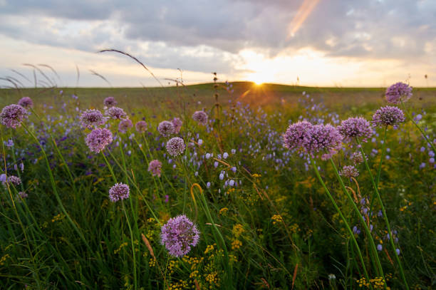 istock Fields of flowering grass under the evening sky. 1196400716