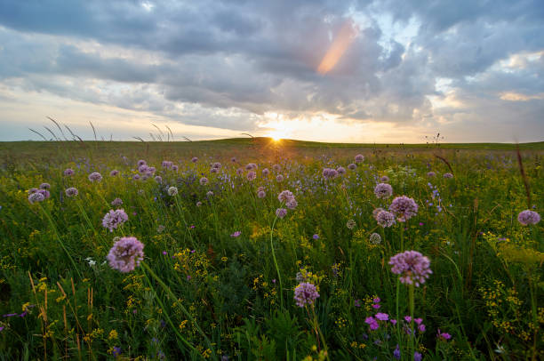 istock Fields of flowering grass under the evening sky. 1196400717