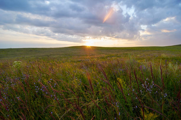 istock Fields of flowering grass under the evening sky. 1196400743