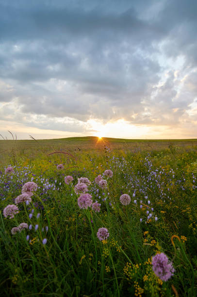 istock Fields of flowering grass under the evening sky. 1196400764