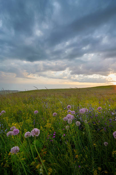 istock Fields of flowering grass under the evening sky. 1196400796