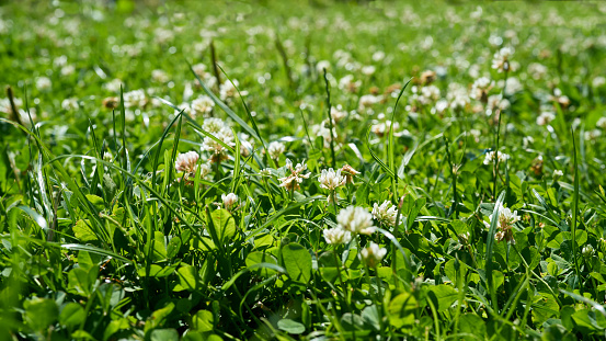 Clover on a meadow in a park in summer