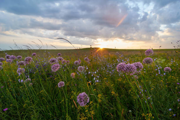 istock Fields of flowering grass under the evening sky. 1196401338