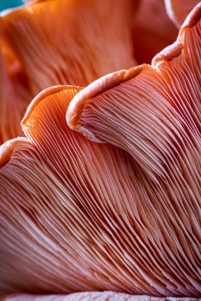 istock Cluster of Pink Oyster Mushrooms 1196401404