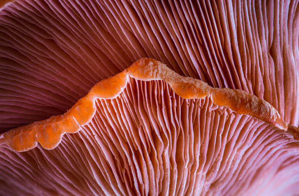 istock Cluster of Pink Oyster Mushrooms 1196401426