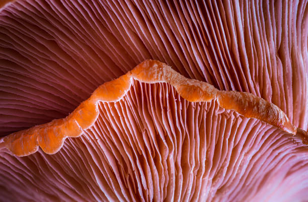 Cluster of Pink Oyster Mushrooms Close-up, low angle shot of pink mushrooms oyster mushroom stock pictures, royalty-free photos & images