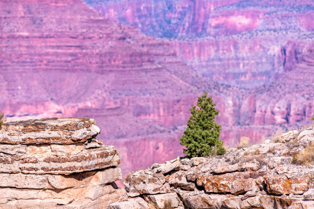 A dramatic panoramic view of a plateau at Moran Point showing a lone pine tree atop the ledge framed by red Grand Canyon rock.