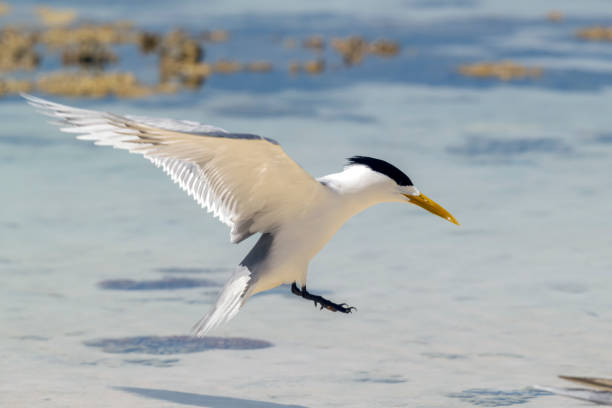 Greater Crested Tern (Thalasseus bergii) hovering over the sea on Lady Eliot Island off Queensland, Australia.