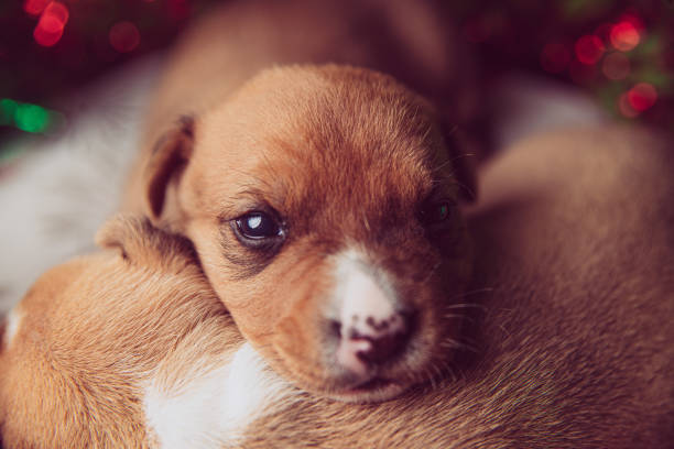 Cute dog puppies