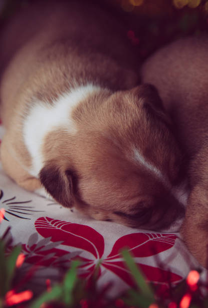 istock Cute dogs 1196402787