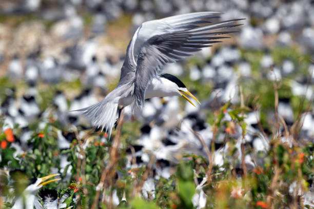 Greater Crested Tern (Thalasseus bergii) hovering over a breeding colony on Lady Eliot Island off Queensland, Australia.