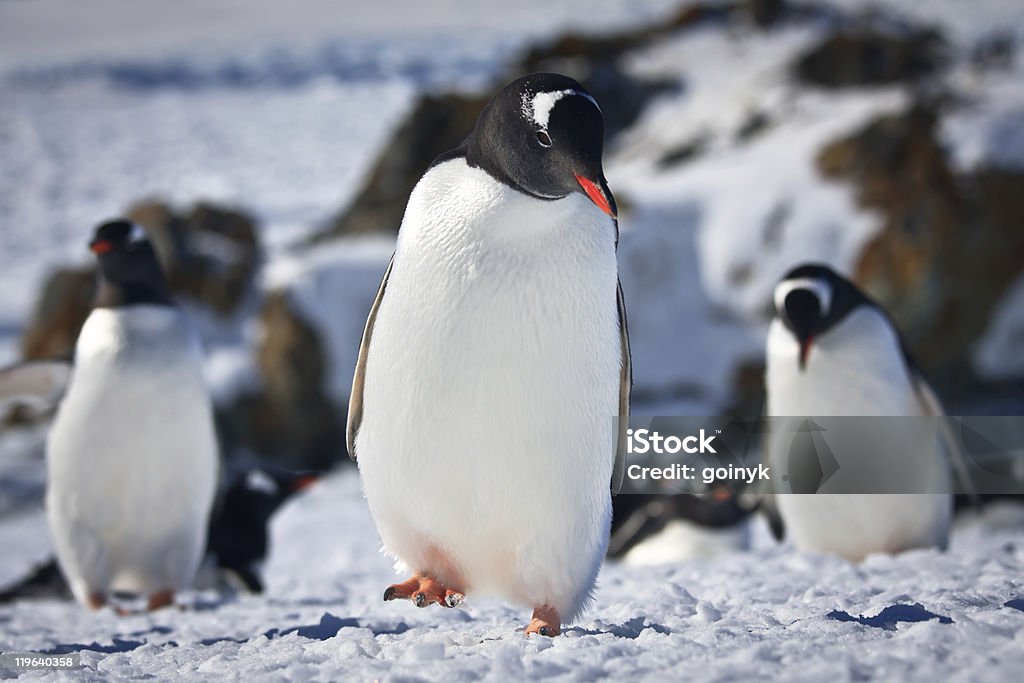 Three Penguins Stock Photo - Download Image Now - Penguin, Snow, Three  Animals - iStock