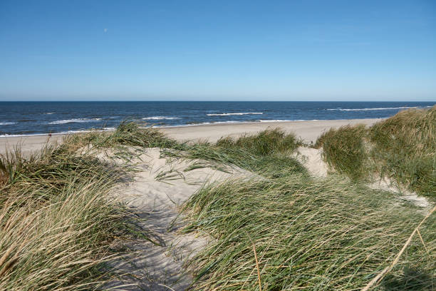 istock Sand dunes at the danish beach 1196405247