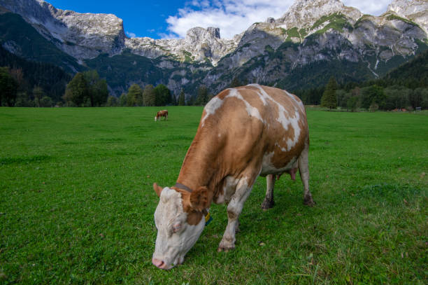istock Brown and white cows on pasture, Verfenveng Austrian Alps, beautiful scenery 1196406124