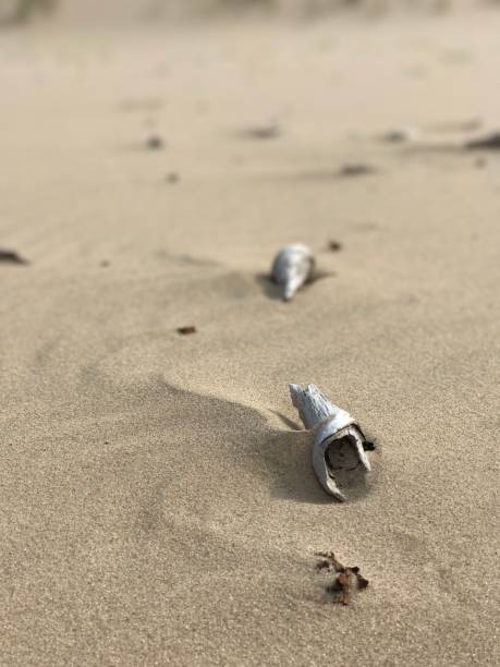 istock Seen in sand 1 1196406923