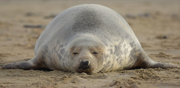 Grey Seal Sleeping On The Beach\n\nPlease view my portfolio for other wildlife photos.