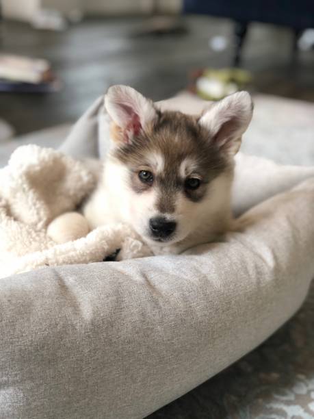 istock Husky Malamute puppy 1196410791