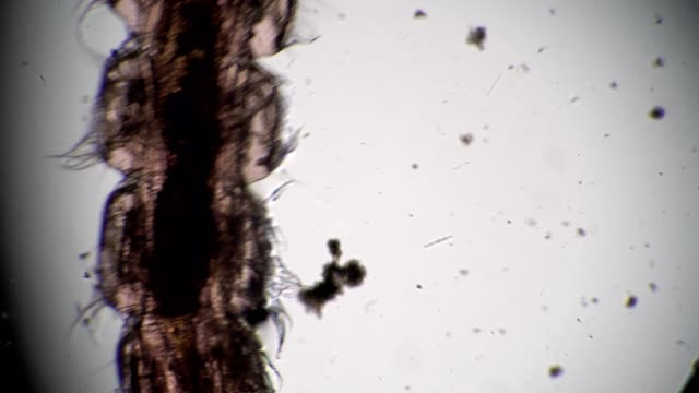 Transparent body Larva mosquito Chironomidae close-up in microscope
