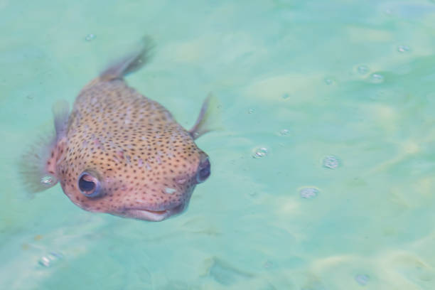 istock juvenile fish of grouper for faming fish 1196411640